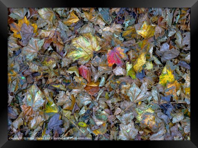 Leaf decay is beautiful Framed Print by Robin Clarke