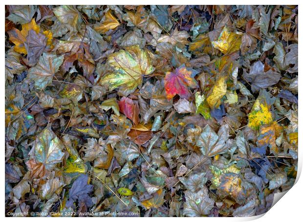 Leaf decay is beautiful Print by Robin Clarke