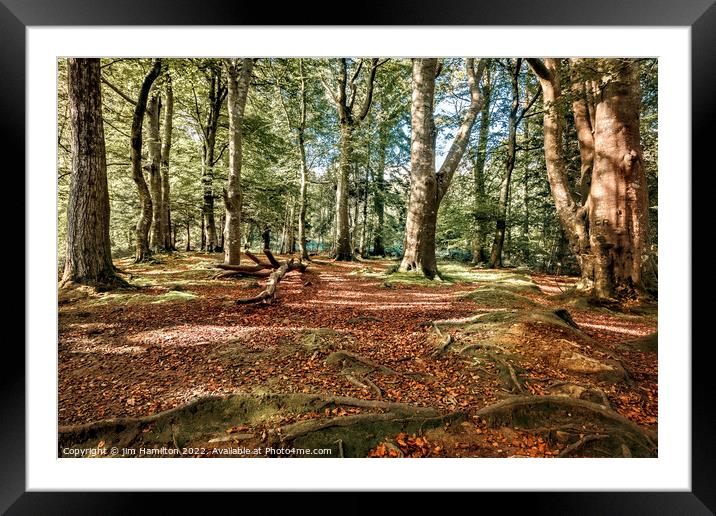 Tollymore forest park, Northern Ireland Framed Mounted Print by jim Hamilton