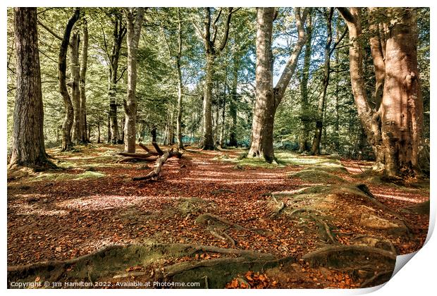 Tollymore forest park, Northern Ireland Print by jim Hamilton