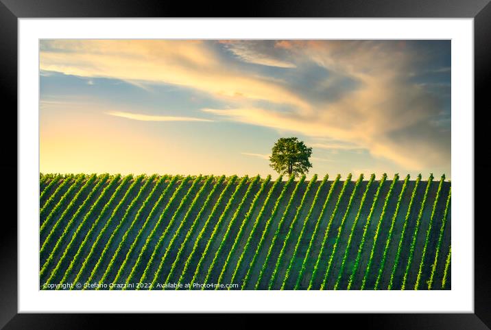 Vineyard and a tree at sunset. Castellina in Chianti, Tuscany Framed Mounted Print by Stefano Orazzini