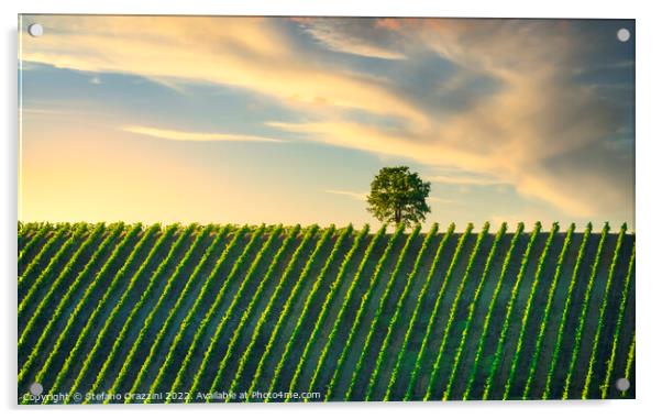 Vineyard and a tree at sunset. Castellina in Chianti, Tuscany Acrylic by Stefano Orazzini