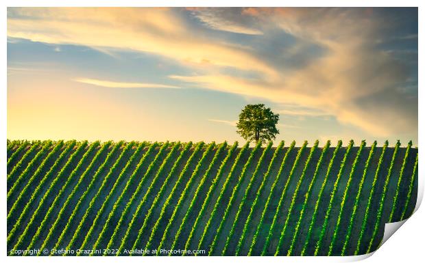 Vineyard and a tree at sunset. Castellina in Chianti, Tuscany Print by Stefano Orazzini