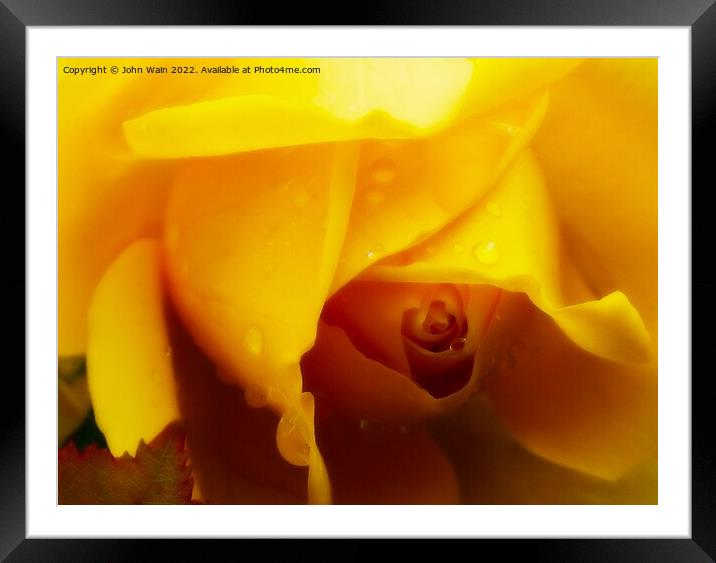 Yellow Rose with a little rain Framed Mounted Print by John Wain