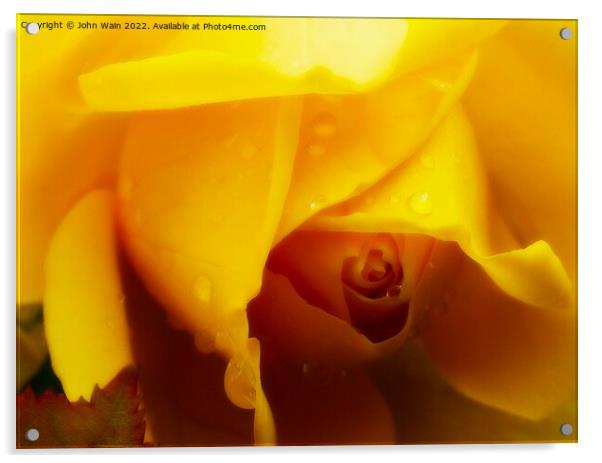 Yellow Rose with a little rain Acrylic by John Wain