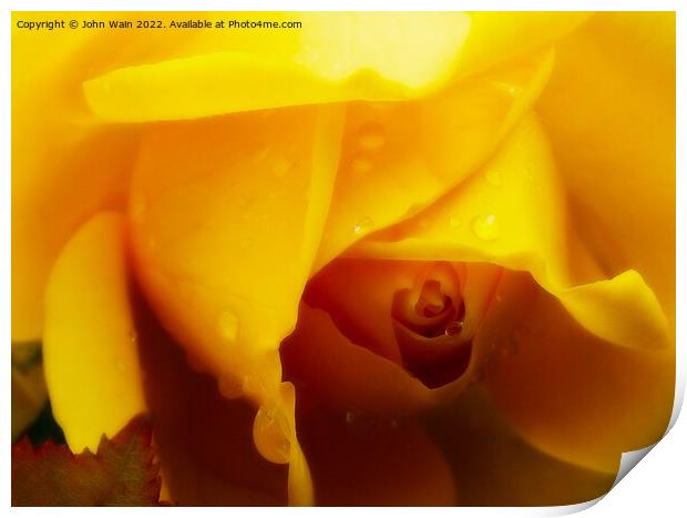 Yellow Rose with a little rain Print by John Wain
