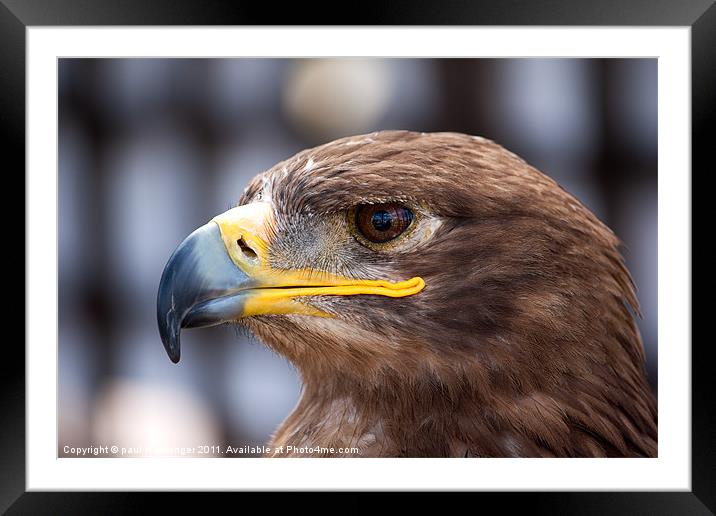 Golden eagle Framed Mounted Print by Paul Messenger