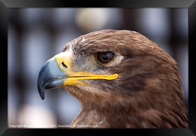 Golden eagle Framed Print by Paul Messenger