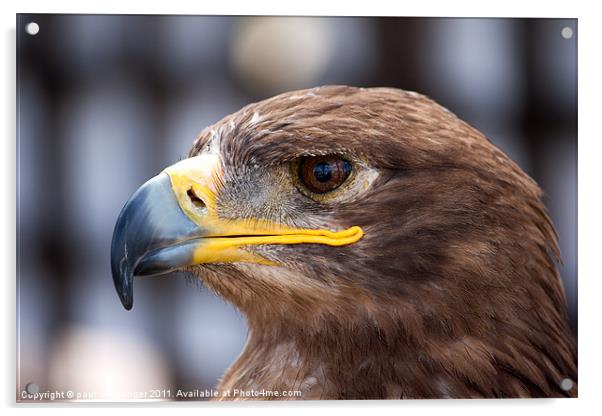 Golden eagle Acrylic by Paul Messenger