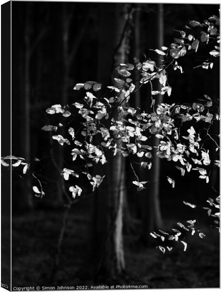 sunlit beech leaves in monochrome  Canvas Print by Simon Johnson