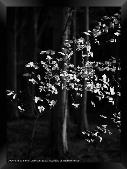 sunlit beech leaves in monochrome  Framed Print by Simon Johnson