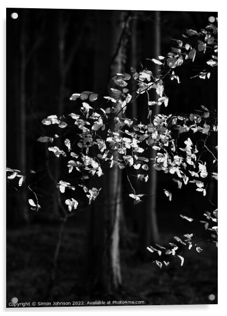 sunlit beech leaves in monochrome  Acrylic by Simon Johnson