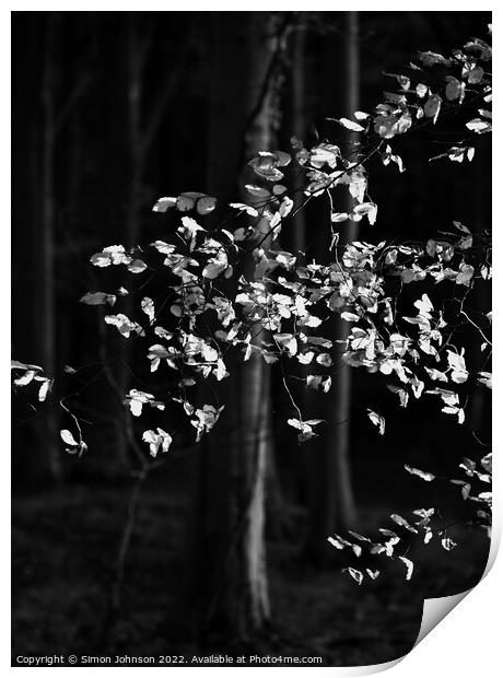 sunlit beech leaves in monochrome  Print by Simon Johnson