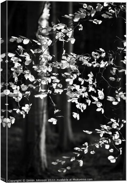 sunlit beech leaves monochrome  Canvas Print by Simon Johnson