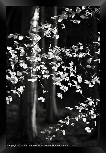sunlit beech leaves monochrome  Framed Print by Simon Johnson