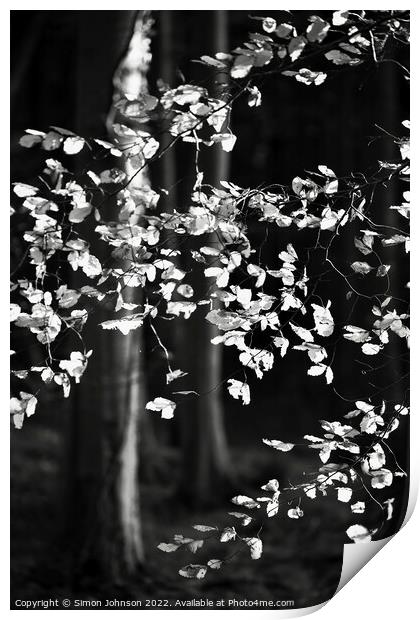 sunlit beech leaves monochrome  Print by Simon Johnson