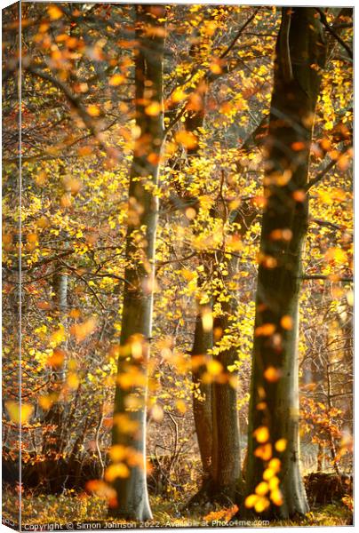Sunlit beech woodland  Canvas Print by Simon Johnson