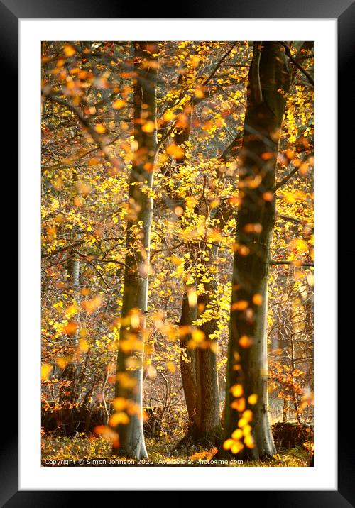 Sunlit beech woodland  Framed Mounted Print by Simon Johnson