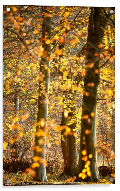 Sunlit beech woodland  Acrylic by Simon Johnson