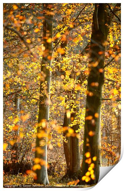 Sunlit beech woodland  Print by Simon Johnson