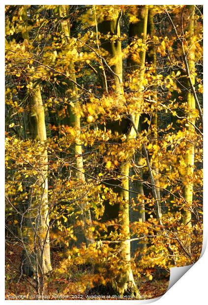 sunlit beech woodland  Print by Simon Johnson