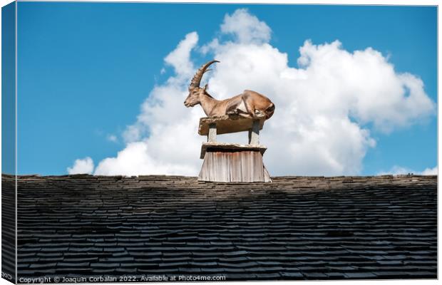 Alpine ibex, goats with long horns, perch on the roofs of houses Canvas Print by Joaquin Corbalan