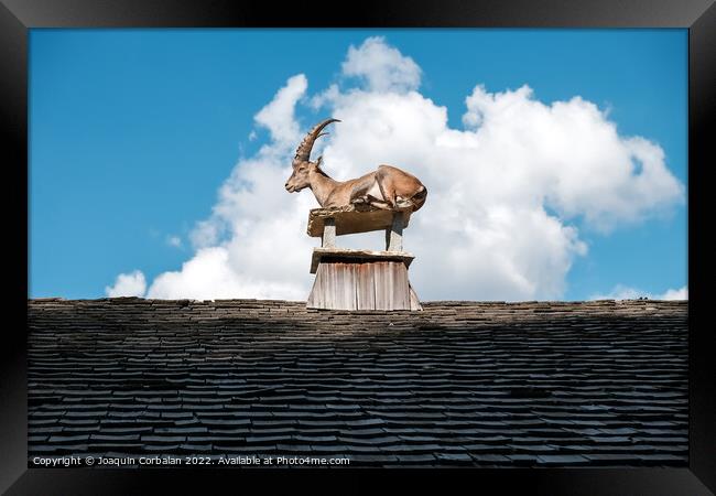 Alpine ibex, goats with long horns, perch on the roofs of houses Framed Print by Joaquin Corbalan