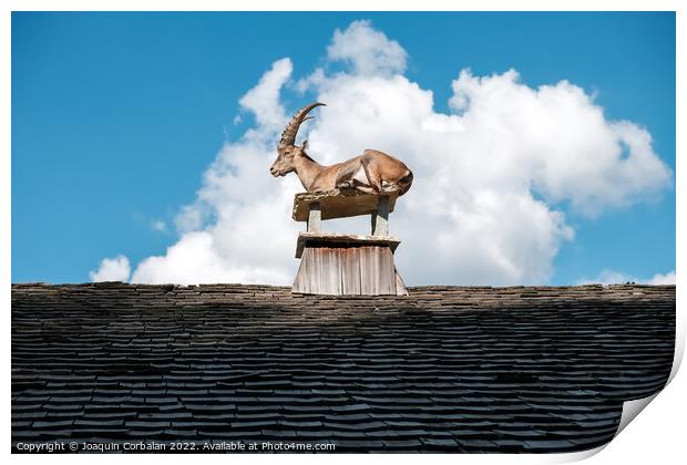 Alpine ibex, goats with long horns, perch on the roofs of houses Print by Joaquin Corbalan