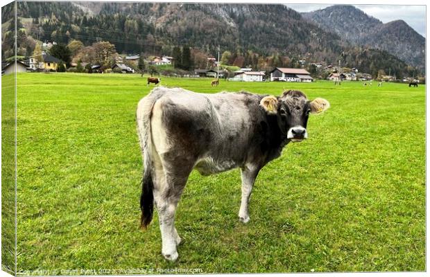 Tyrolean Grey Cow  Canvas Print by David Pyatt