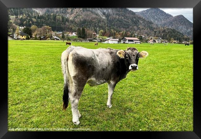 Tyrolean Grey Cow  Framed Print by David Pyatt