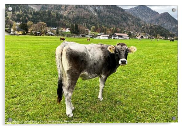 Tyrolean Grey Cow  Acrylic by David Pyatt
