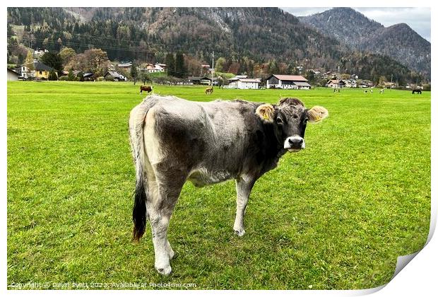 Tyrolean Grey Cow  Print by David Pyatt