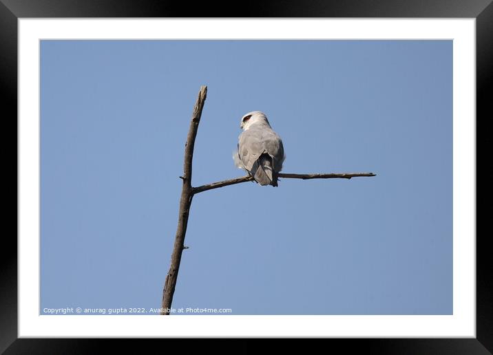 white tailed kite Framed Mounted Print by anurag gupta