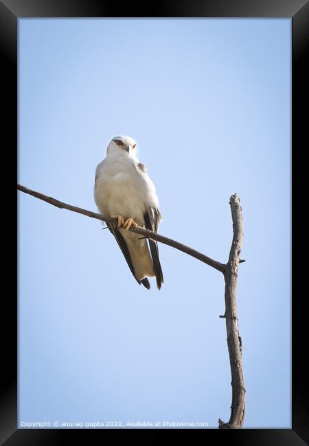 white tailed kite Framed Print by anurag gupta