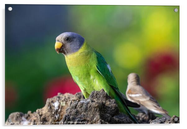 Parakeet Acrylic by anurag gupta