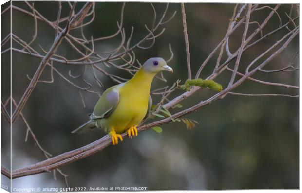 yellow footed green pigeon Canvas Print by anurag gupta