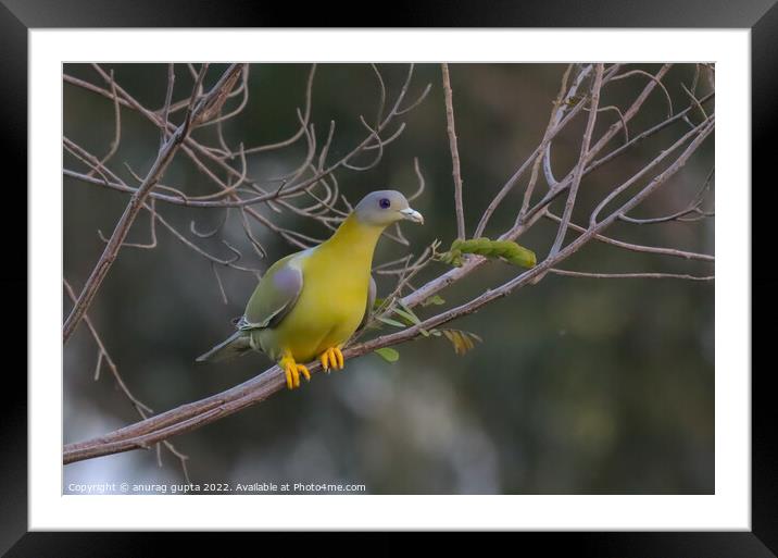 yellow footed green pigeon Framed Mounted Print by anurag gupta