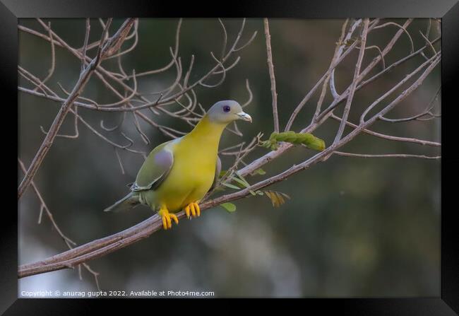 yellow footed green pigeon Framed Print by anurag gupta