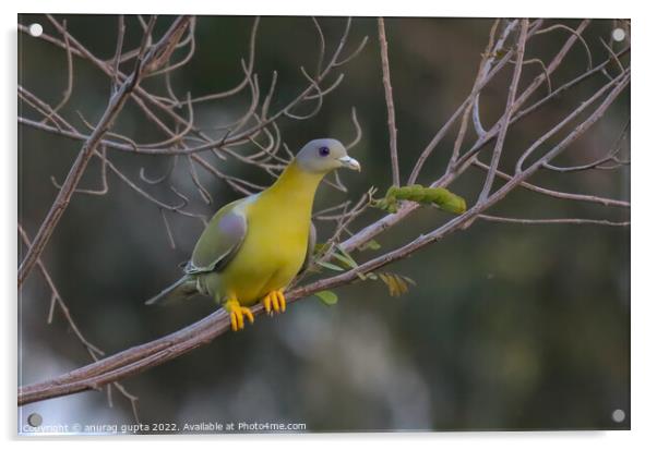 yellow footed green pigeon Acrylic by anurag gupta