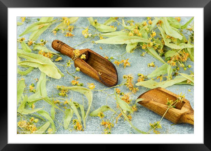 Dried linden blossoms, herbal medicine Framed Mounted Print by Mykola Lunov Mykola