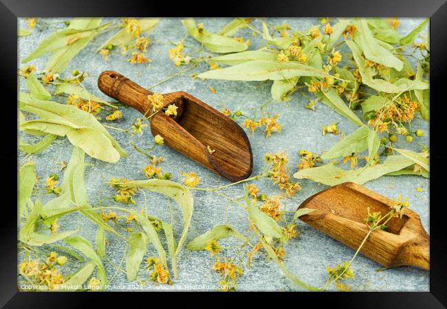 Dried linden blossoms, herbal medicine Framed Print by Mykola Lunov Mykola