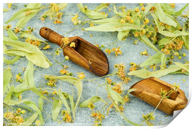 Dried linden blossoms, herbal medicine Print by Mykola Lunov Mykola