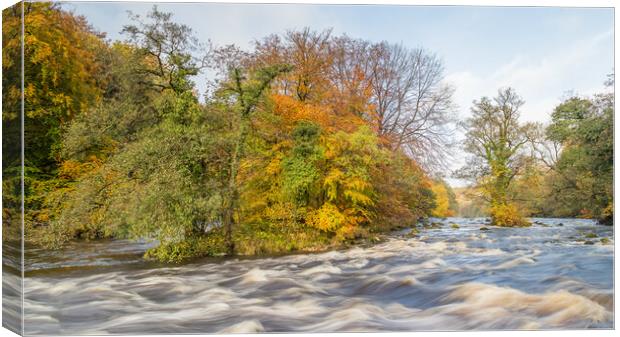 Autumn colours along the River Wharfe Canvas Print by Jason Wells