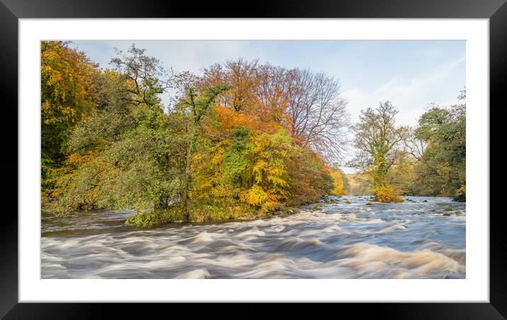Autumn colours along the River Wharfe Framed Mounted Print by Jason Wells