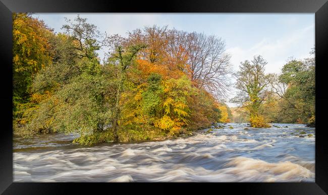 Autumn colours along the River Wharfe Framed Print by Jason Wells