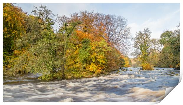 Autumn colours along the River Wharfe Print by Jason Wells