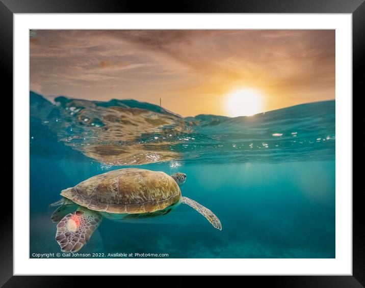 Turtle underwater at sunset  Framed Mounted Print by Gail Johnson