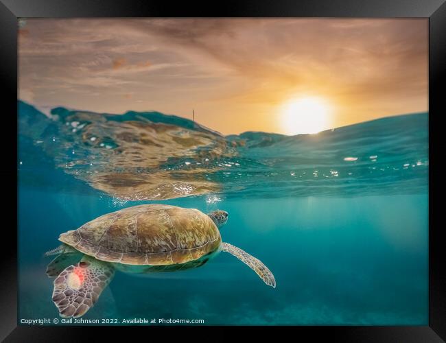 Turtle underwater at sunset  Framed Print by Gail Johnson