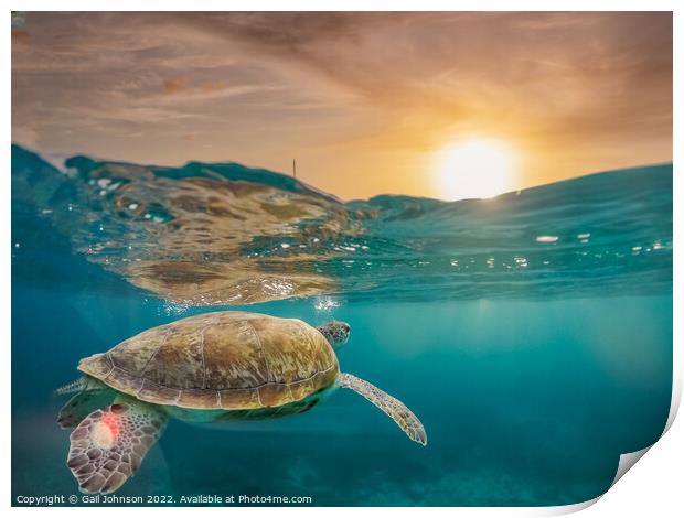 Turtle underwater at sunset  Print by Gail Johnson