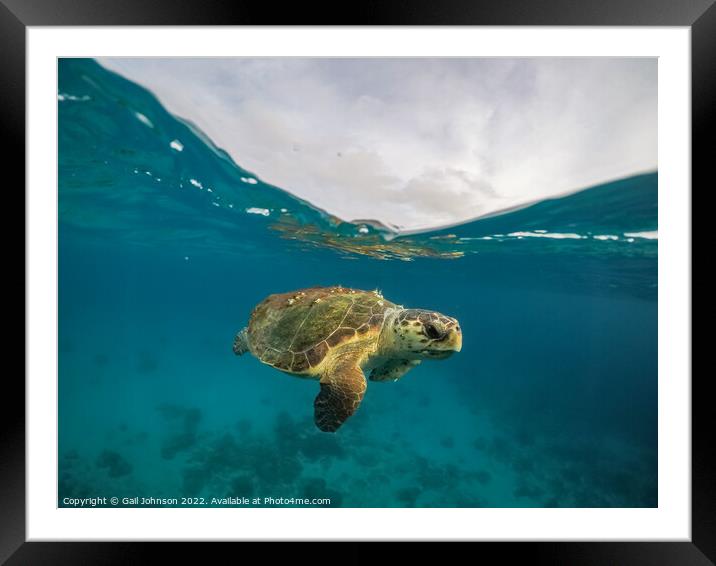 Loggerhead Turtle  Framed Mounted Print by Gail Johnson